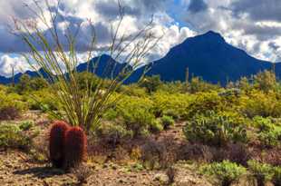 Saguaro National Park-6486.jpg